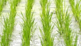 Rice bias in the Philippines ‘neglects soil problems’