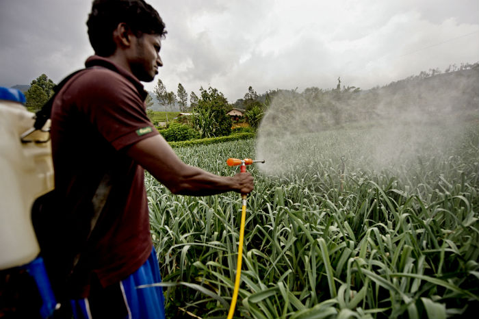 A farmersprays a pesticide on a field of growing leeks