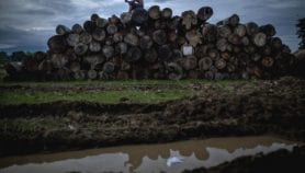 Indonesia-EU scheme steps up anti-illegal logging moves