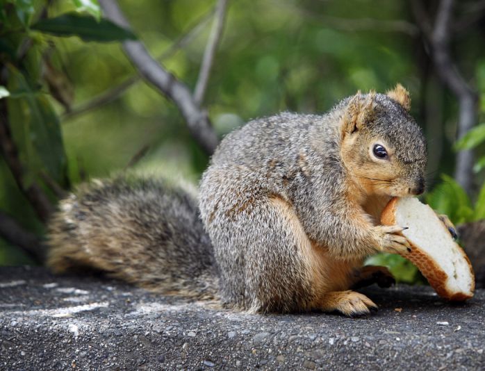 A squirrel eats a piece of bread