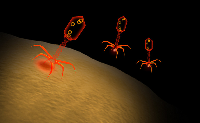 bacteriophage_flickr_zappys_tech_solutions