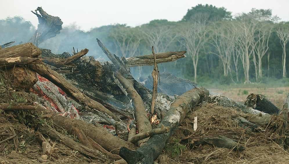 Deforestation in Amazon - Main