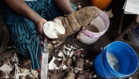 Fighting cassava diseases with resistant varieties