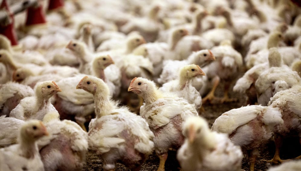 climate change affect poultry