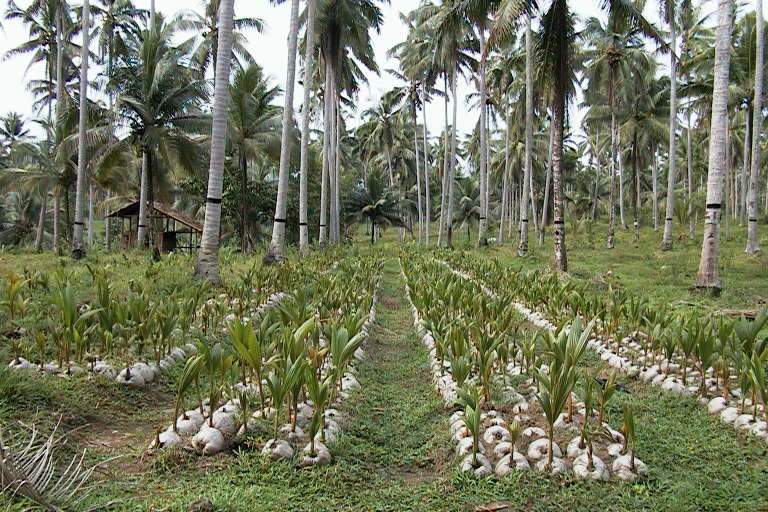 coconut_farm_PCA_dipolognon