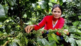 Coffee crisis brewing as planet heats up