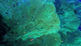 Coral Triangle among big losers of warming waters