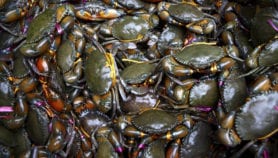Crab shells mix found lethal against mosquitoes