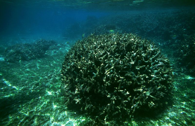 Dead corals