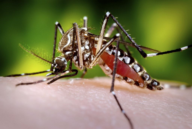dengue_mosquito_flickr_sanofi_pasteur