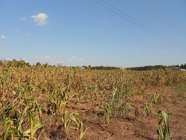 dried_up_corn_field_flickr_cranestation