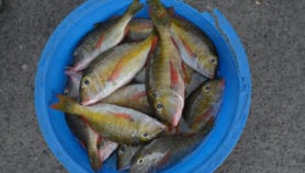 Fisheries policies urged to prioritise nutrition goals