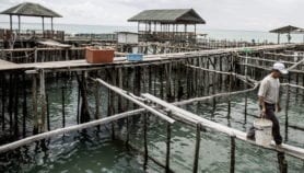 Pollution distorts fish organs in Manila lake