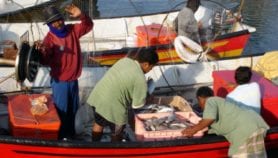 SUPERSEAS project sets sail to help small fishers