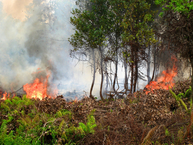 forest_fire_Sumatra_CIFOR_630x472
