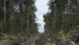 Community forests help cut pollution and deforestation