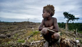 Invest in indigenous people to protect forests – study