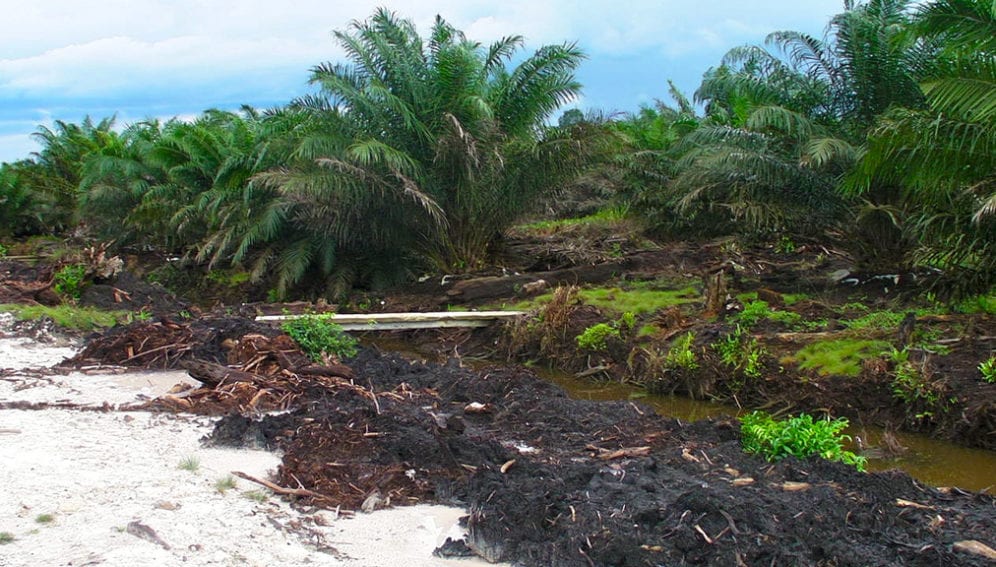 indonesia_palm_oil_flickr_rainforest_action_network_1024x576