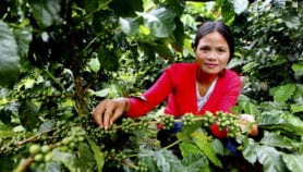 Climate change could hurt coffee, help banana production