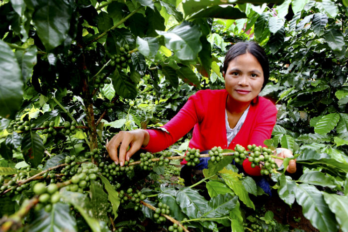 Luam with her coffee plants