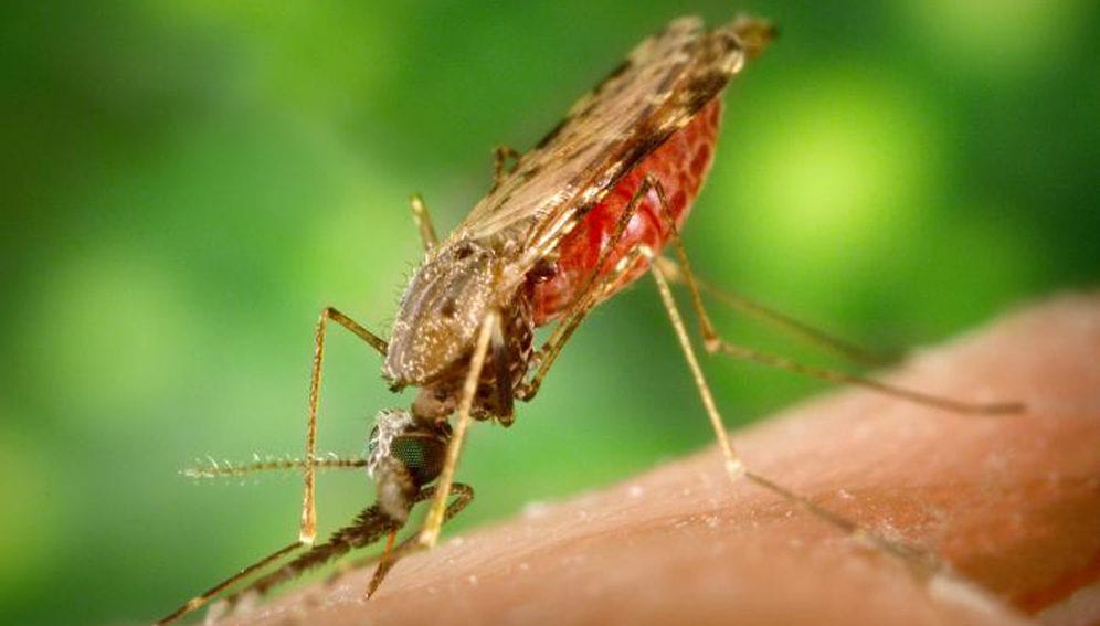 malaria mosquito-main