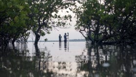 Aquaculture is main driver of mangrove losses