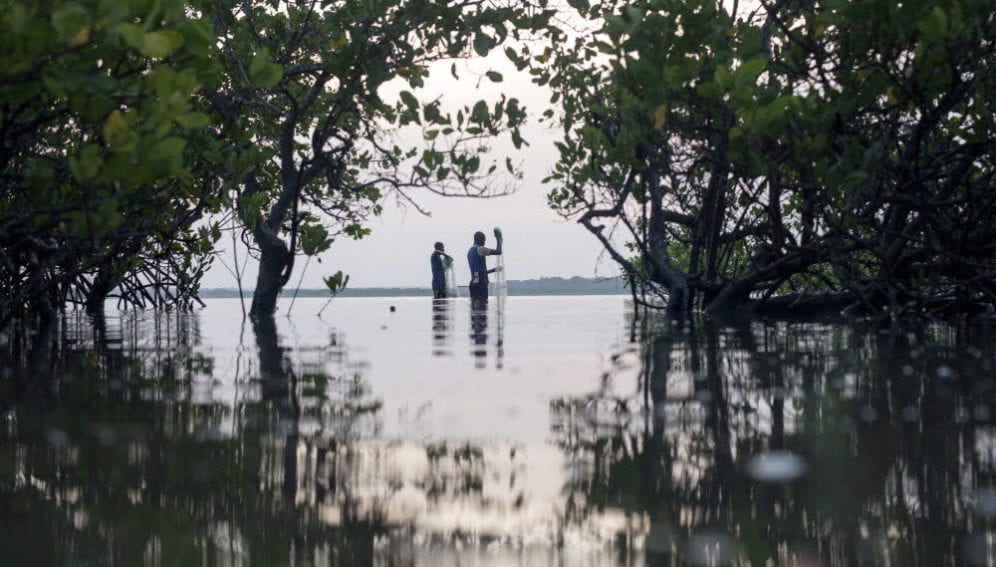 mangroves_JB_Russel_Panos