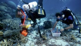 Marine protected areas attract coral-eating predators