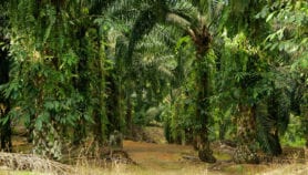 Palm oil shows need for socially aware research