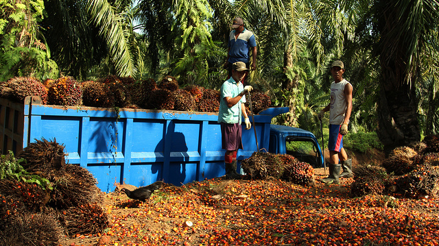 oil palm workers_Flickr_World Resources Institute