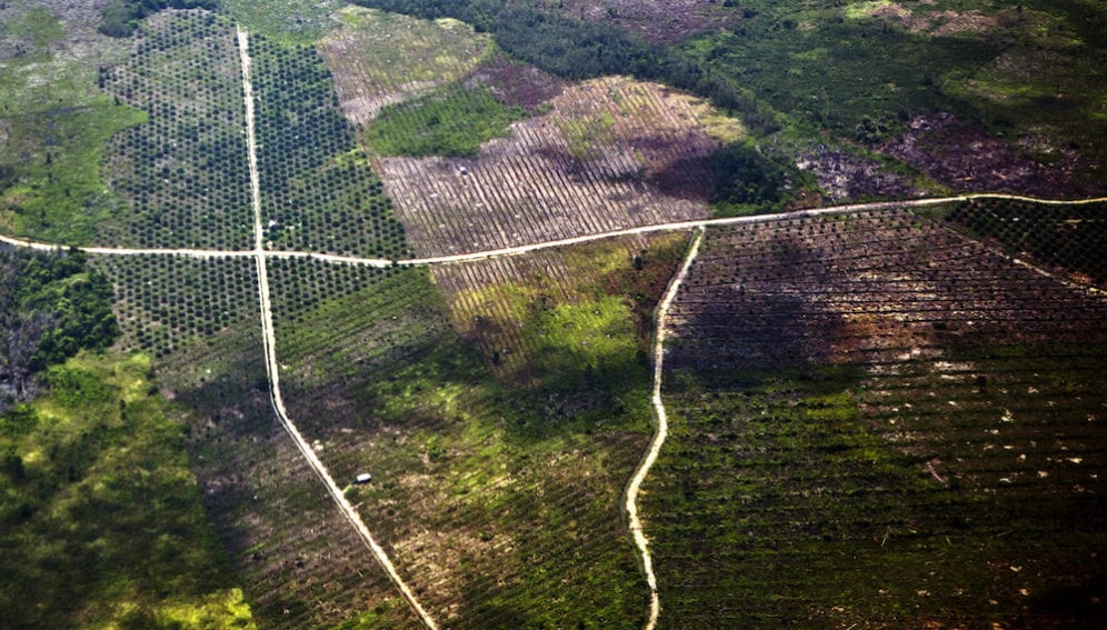 palm_oil_plantation_aerial_view_Sam_Kang_Li_Panos