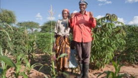 Getting seed to smallholders needs a business approach