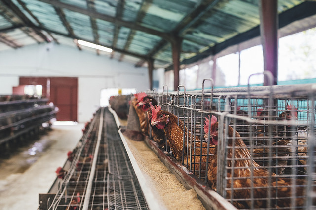 poultry farm_Pan American Health Organization_Flickr