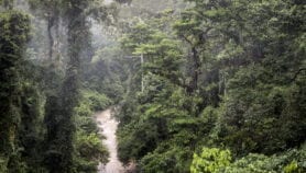 Travelling pollution from East Asia imperils rainforest