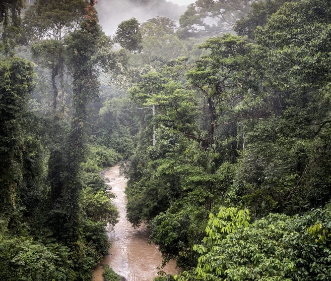 rainforest_James_Morgan_Panos