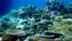 Some coral reefs are proving tough to climate change