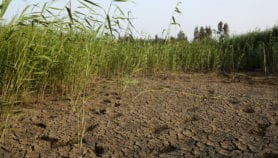 Prolonged Thailand drought threatens global rice shortage