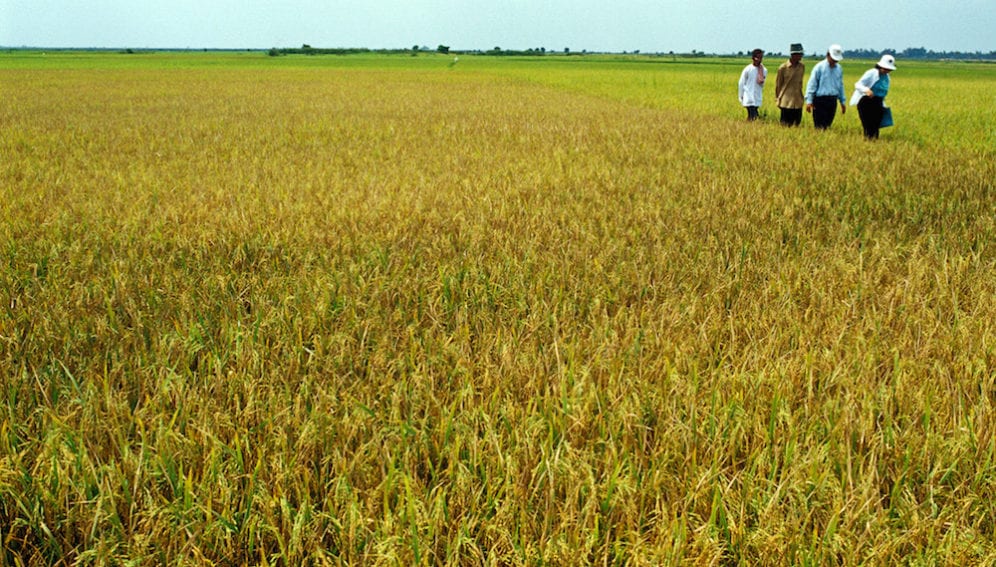 rice_field_farmers_flickr_irri