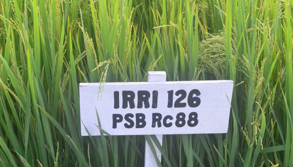 rice_field_irri_flickr_irri