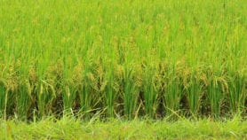 Prehistoric rice might provide DNA for breeding