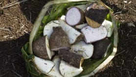 Root crops congress roots for cassava