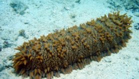 Rotational harvest can save sea cucumber from extinction