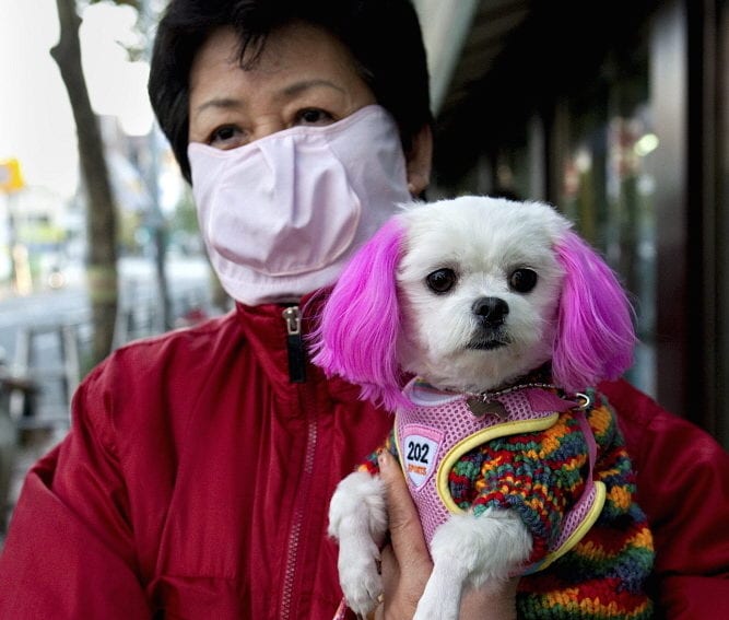 south_korea_mers_woman_with_mask_dog_Bjoern_Steinz_Panos