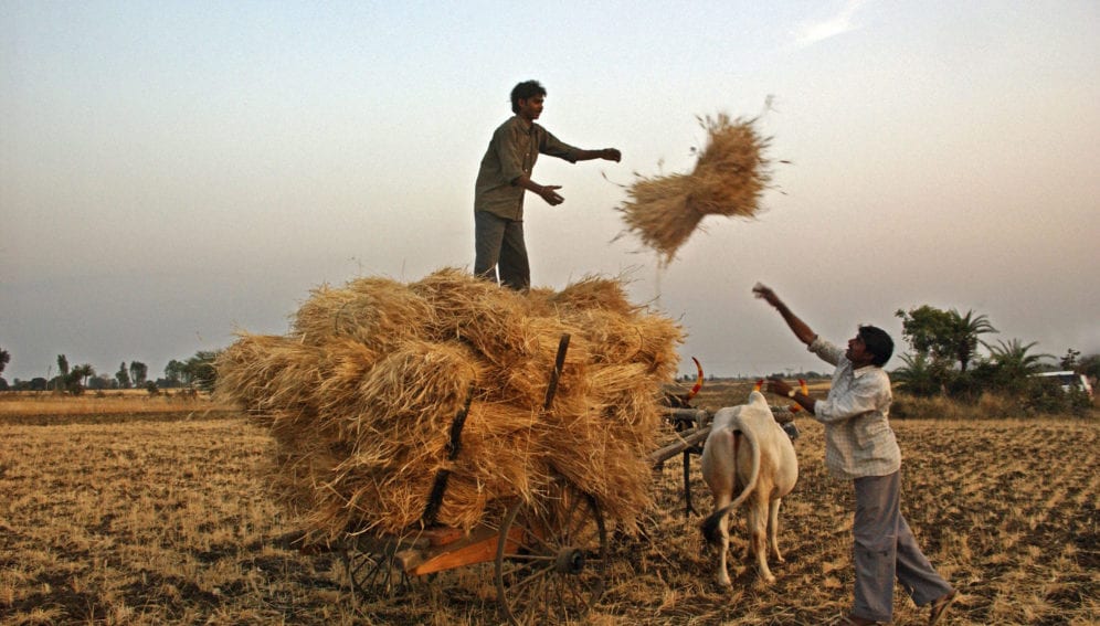 Sowing wheat earlier can help beat warming in India