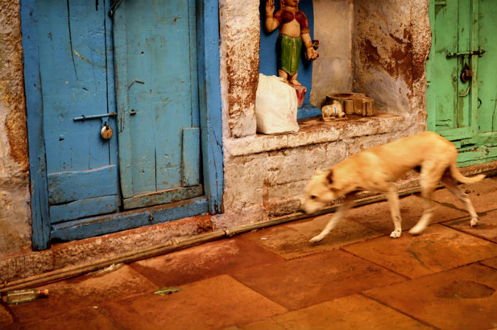 Street dog india.jpg