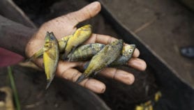 Fish disease, killer robots in top ten articles of 2017