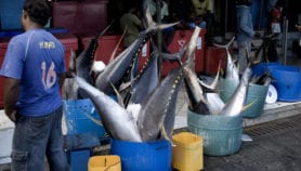 Decision to increase bigeye tuna catch limit criticised