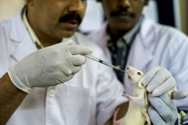 Veterinarians feed a dose of medicine to a rat