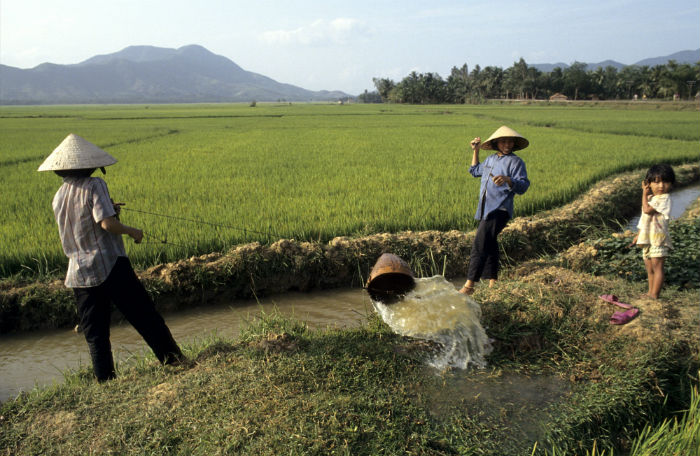 Women using a bucket to transfer water onto paddy fields