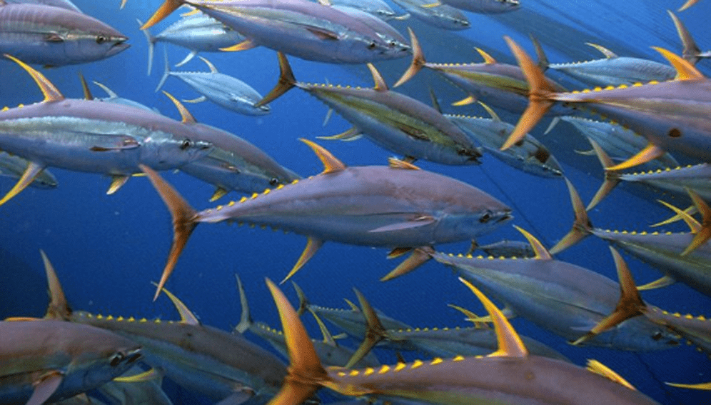 yellowfin-main
